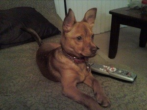 What Breed is My Dog?